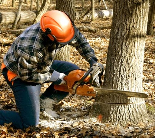 Tree Removal in Rising Star, TX